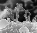 Nanobes - Image &copy CMM